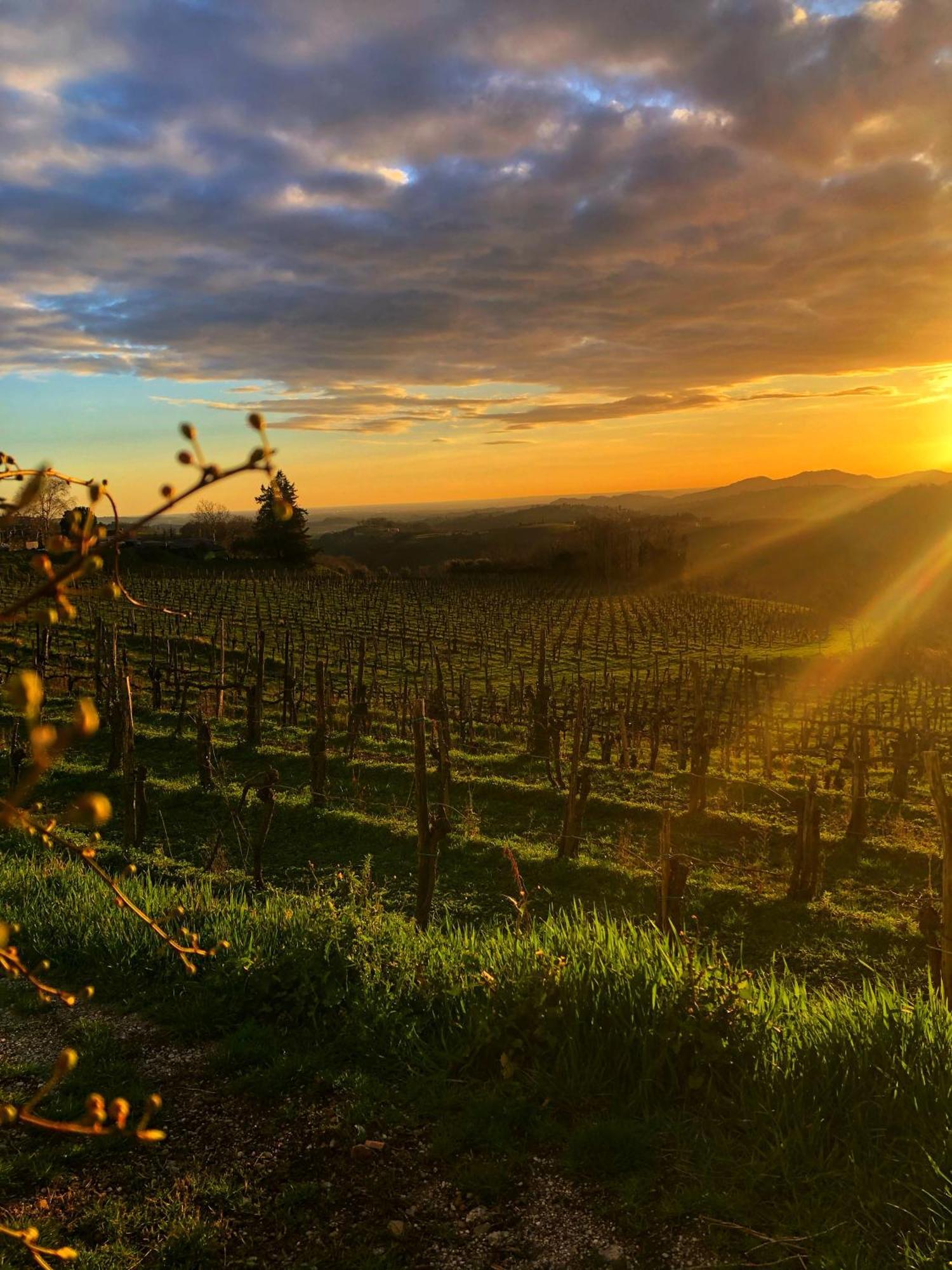 Peterc Vineyard Estate Kojsko Exterior foto